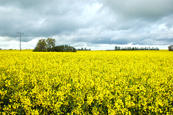 Rasps auf Rügen